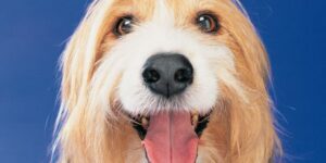Cute fluffy dog