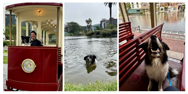 Border Collie riding on the Century City Tram at Ratanga junction