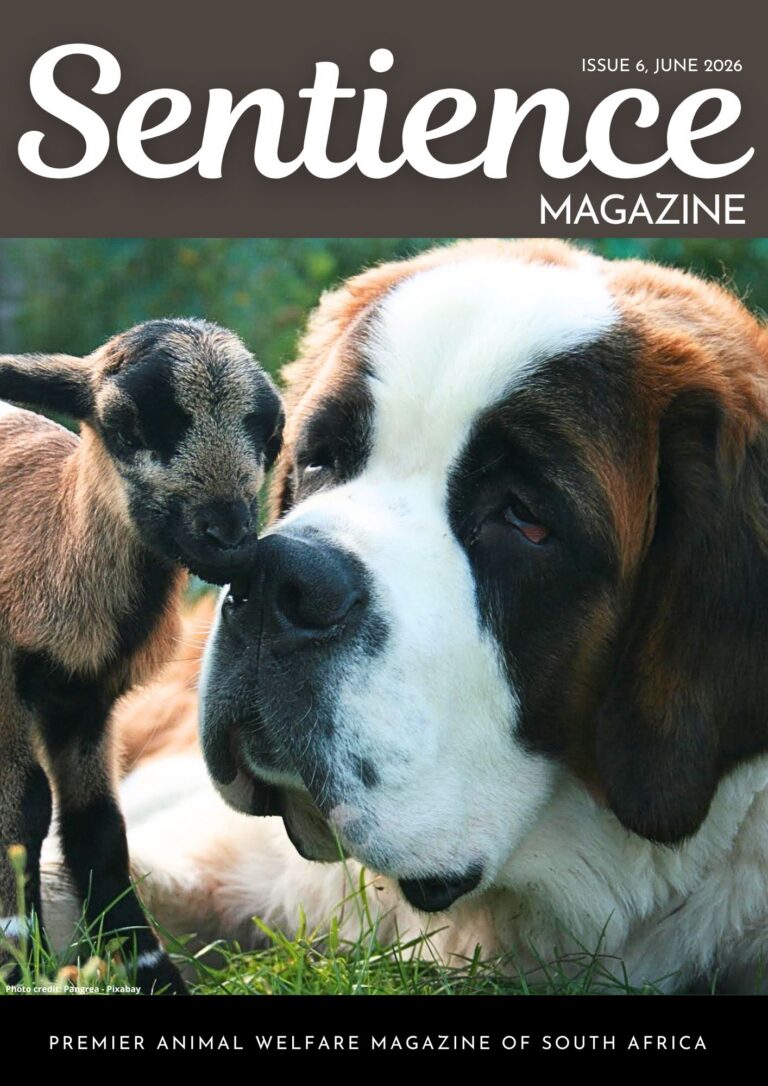 Sentience Magazine Issue 6 June 2026