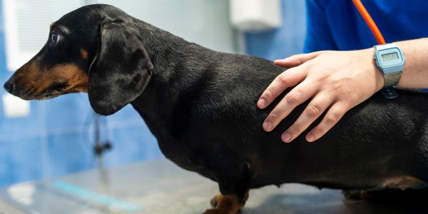 dachshund examined by veterinarian for IVDD