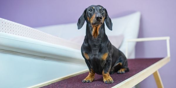 small dog on a ramp to get on the bed