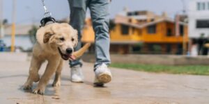Dog pulling on a lead