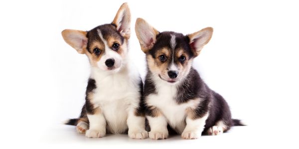 Corgi puppies ZooOmics Genetic Testing dogs