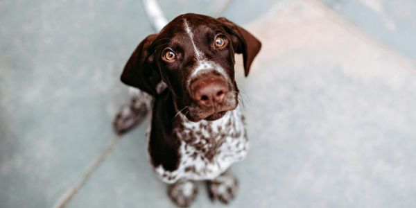German Short Haired puppy ZooOmics Genetic Testing