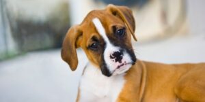 DNA Testing for responsible breeding Boxer Puppy ZooOmics