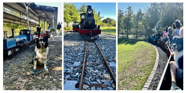 Border Collie enjoying a train ride in Stellenbosch on the Winelands train