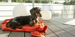 dachshund resting on a blanket outside ivdd