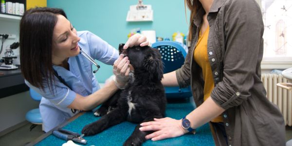 cooperative veterinarian vet visit