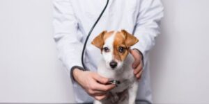 Jack Russell Terrier being examined by the veterinarian