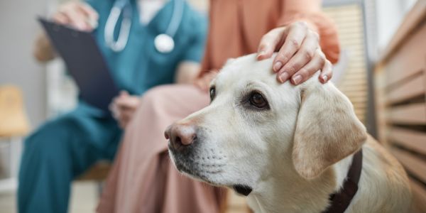 dog and owner waiting for the veterinarian