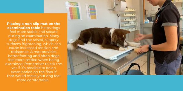 in the veterinary exam room with a dog