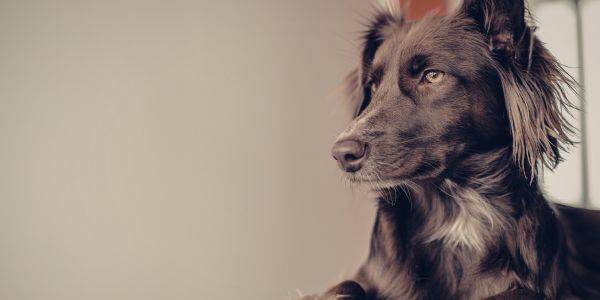 Quiet black dog