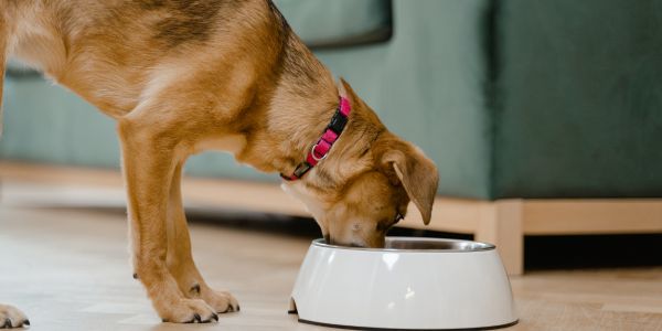 dog eating