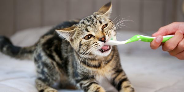 cat dental