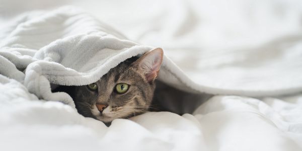 cat peeking from under the blankets