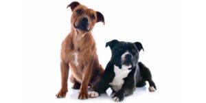 two staffordshire bull terriers