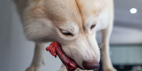 white husky chewing on a raw meaty bone
