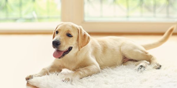 cute puppy on a mat