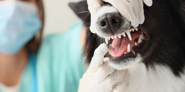 dental disease in dogs