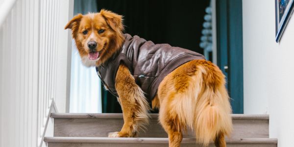dog with winter coat standing at the top of stairs