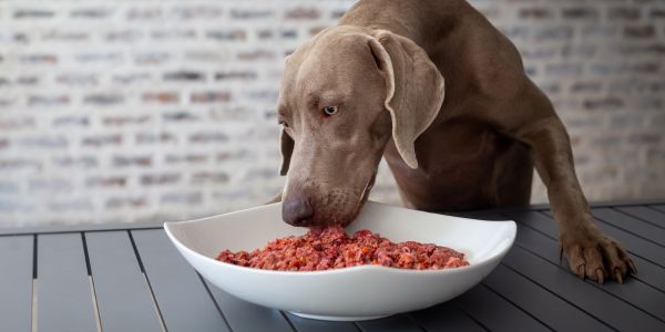 weimeraner eating a bowl of Pawsome Raw raw food