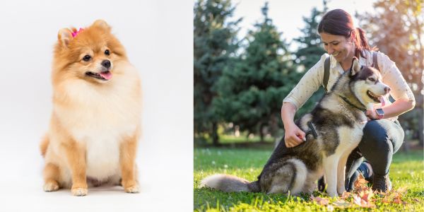 Well groomed dogs