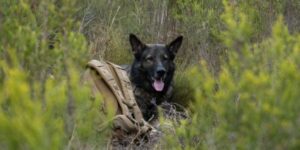 Search and rescue dog in the field