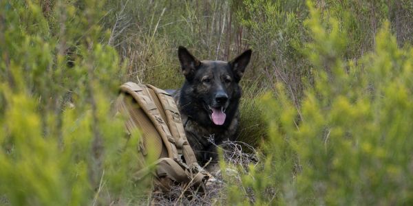 Search and rescue dog in the field