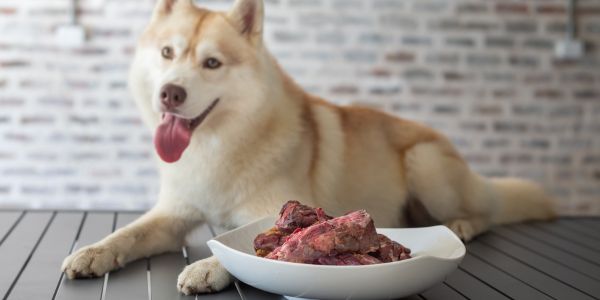 Raw meaty bones and a white husky