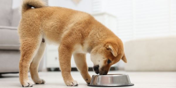 dog looking at his food bowl