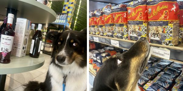 Cobalt the border collie in the Super Sconto Deli