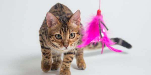 cat stalking a wand toy