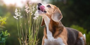 beagle licking its lips