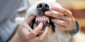 checking a dog's teeth