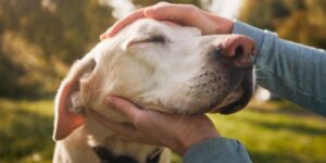 person stroking an old dogs head