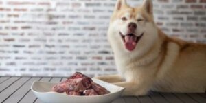 Husky and a plate of raw meaty bones