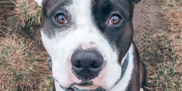 Staffordshire bull terrier looking at the camera