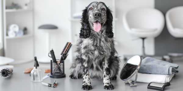 Dog Grooming Tips