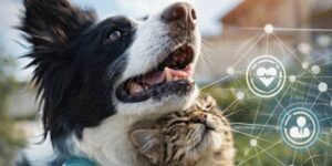 AI border collie and cat