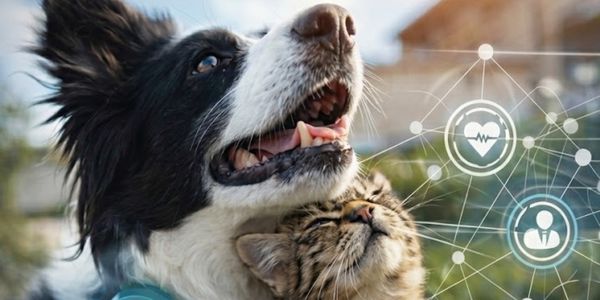 AI border collie and cat