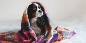dog under a blanket