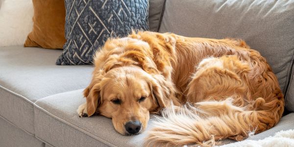 Calm golden retriever resting on a couch