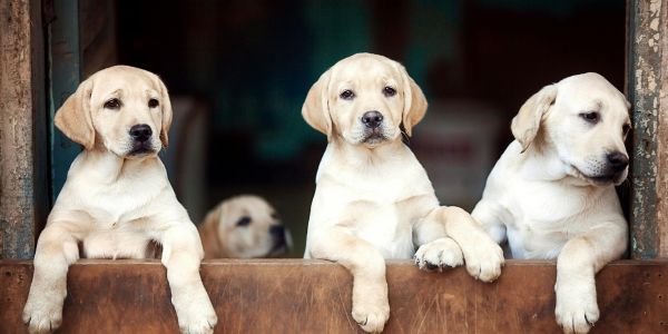 Labrador puppies