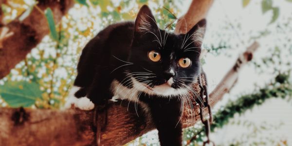 Cats need elevated space to feel safe