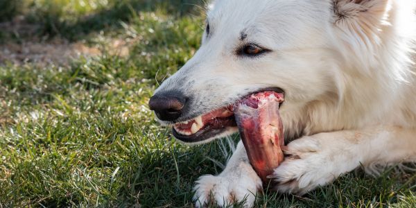 Dag chewing on a raw bone