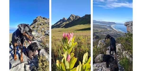 Three Sisters Hiking Trail in Kleinmond Western Cape Pet Friendly