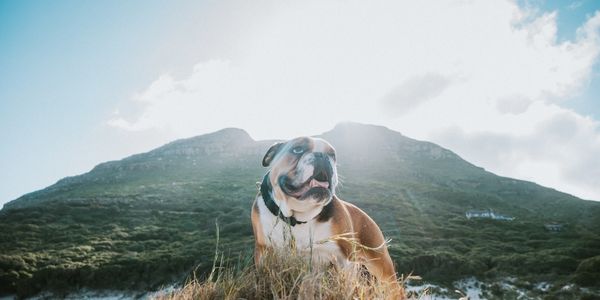 photo of a dog by Belle Lumiere Foto