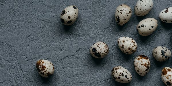 quail eggs for pets