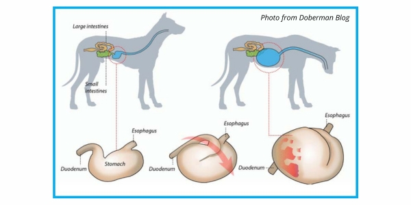 Gastric tortion in dogs