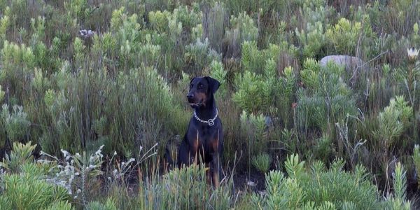 fynbos on the Three Sisters Hike in Kleinmond dog sitting